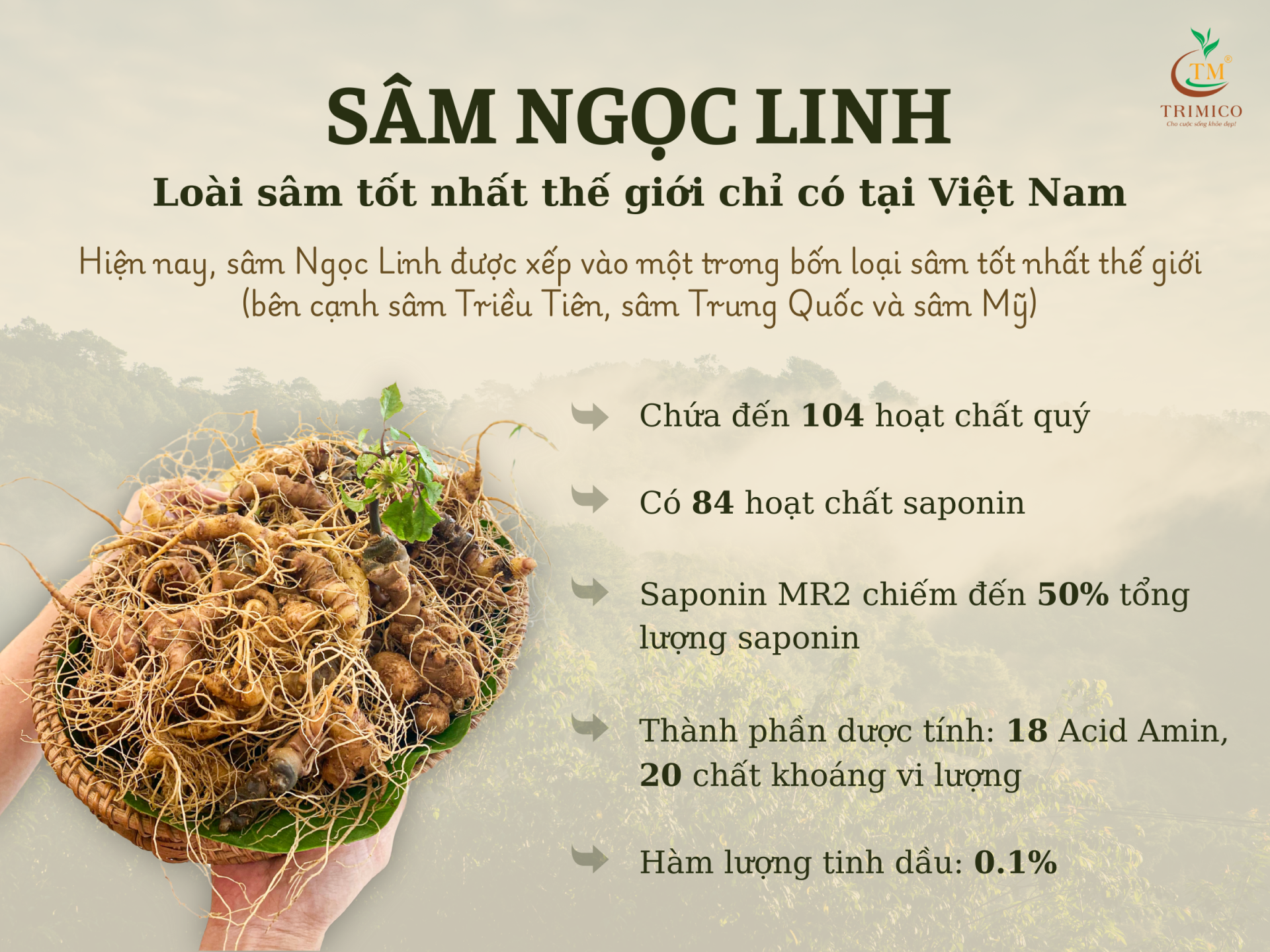 Giá sâm Ngọc Linh mới nhất 2025 sâm ngọc linh TRIMICO